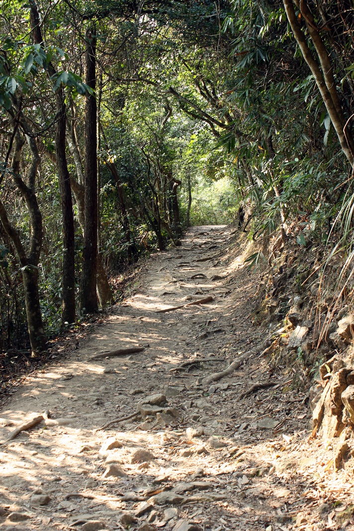 forest